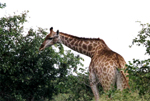 Kruger N.P. Giraffe