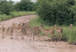Kruger N.P. Impala